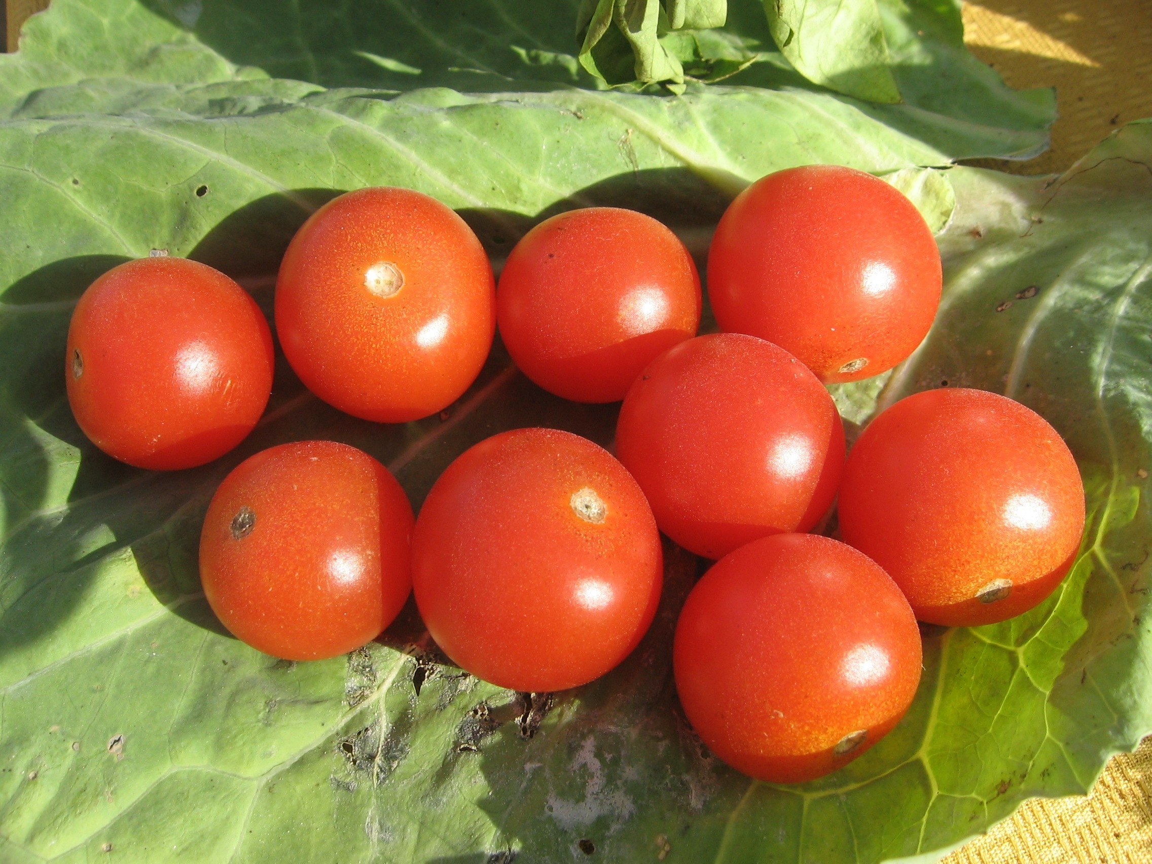 Rajčica napravivrt.hr