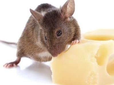 Mišja groznica u jezivom porastu – kako se možete zaštititi?