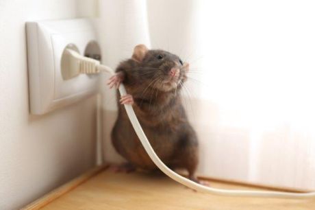 Testirana učinkovitost: Uništite miševe i štakore
