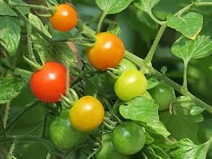 Kako uspjeti u uzgoju domaćih eko rajčica