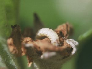 Štetna ličinka jabučne pipe