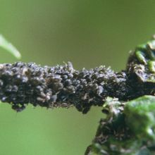 Crne uši na žutiki