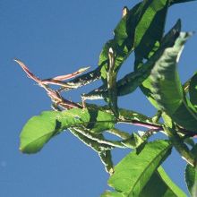 Deformacija listova breskve zbog napada lisnih ušiju