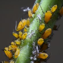 Žute lisne uši na stablu biljke