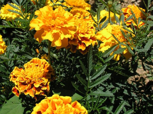 Tagetes Aptula