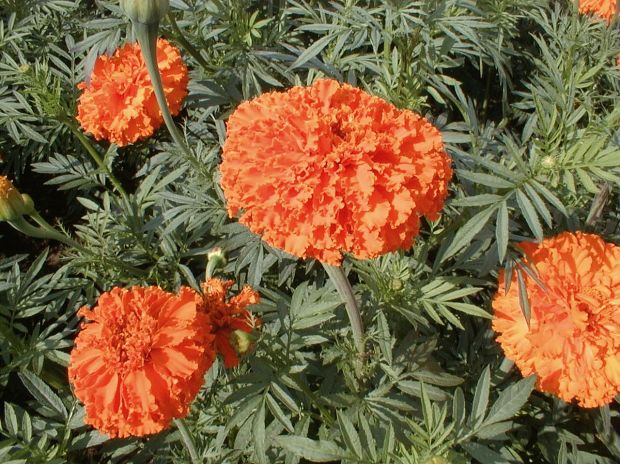 Tagetes Scarletende
