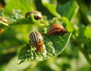 Koloradski hrošč in njegova požrešna ličinka sta velika škodljivca krompirja.