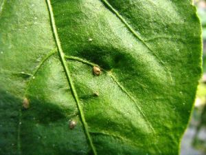 Parazitirane listne uši