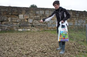 Gredice, kjer bo rasel fižol ne gnojimo s hlevskim gnojem, lahko pa dodamo malo organskega gnojila Plantelal Organik.