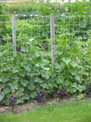 Ob žičnici je kolobarjenje težko izvedljivo.