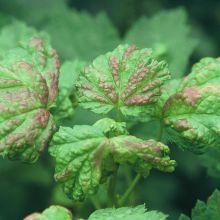 Deformacija lista ribeza zaradi napada uši