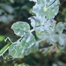 Pepelasta plesen na grahu