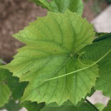 Znaki pomanjkanja železa na listu trte