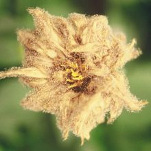 Siva plesen na daliji