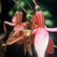 Znaki sive plesni na cvetu fuksije