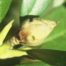 Siva plesen na rododendronu