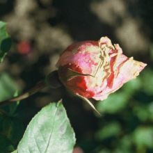 Siva plesen na cvetu vrtnice