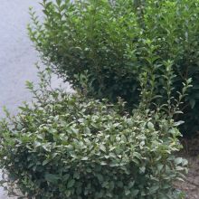 Napaden liguster zastaja v rasti