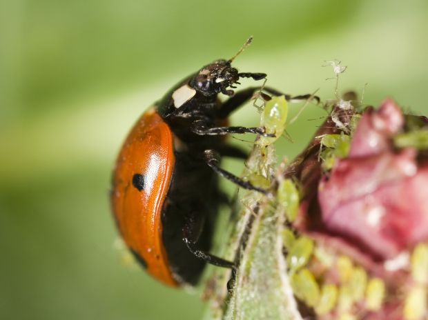 Pikapolonica se prehranjuje z ušmi