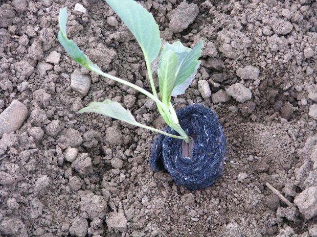 Manjše število kapusnic lahko zaščitimo tudi z ovratnikom iz filca.