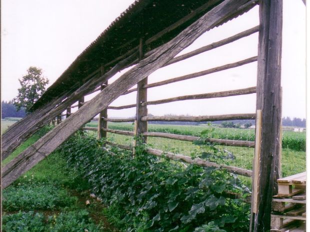 Star kozolec bo kot opora rastlinam še lepši.