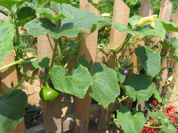 Buče lahko napeljemo tudi na ograje.