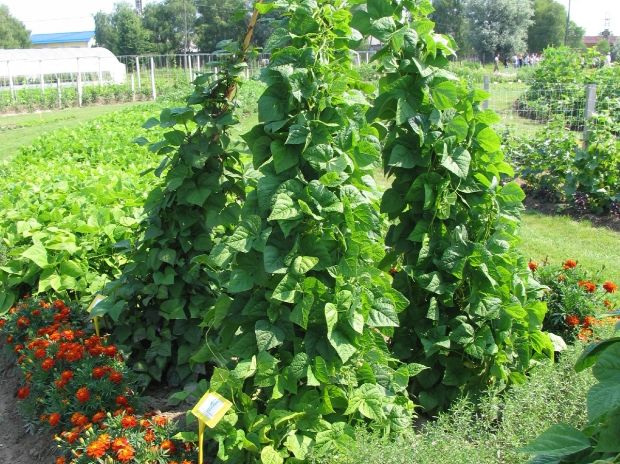 Z lesenimi koli lahko ustvarimo rastlinsko skulpturo.