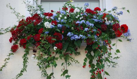 Poluviseća pelargonija Caliope, plumbago i viseći sljez za sunčano i vjetrovito