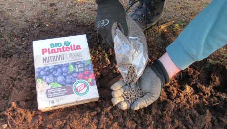 Bio Plantella Nutrivit za borovnice je potpuno prirodno gnojivo, koje cijelo vrijeme borovnice opskrbljuje hranjivim tvarima.