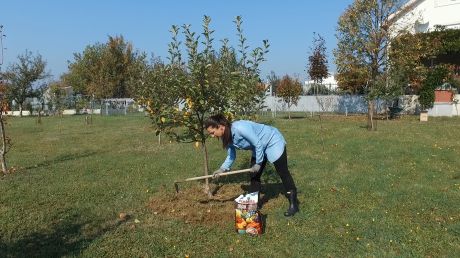 Organsko gnojivo Plantella Organik posipamo po obodu krošnje i plitko zakopamo u tlo