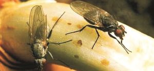 Lukova muha izgledom podsjeća na komarca