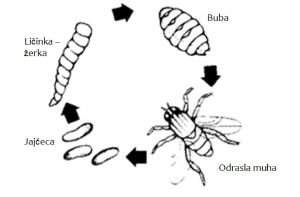 Razvojni ciklus češnjakove muhe