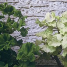 Bljedoća listova pelargonije zbog nedostatka željeza