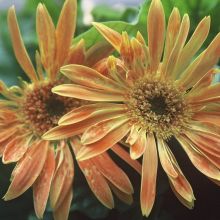 Znakovi napada tripsa na cvjetovima gerbera