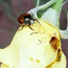 Buba uništava cvijet, Clemson University - USDA Cooperative Extension Slide Series, Bugwood.org