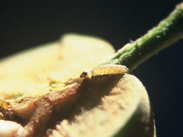 Ličinka jabučnog savijača