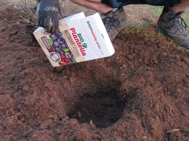 Izrazito je važno koristiti prikladno gnojivo kojim ćete održati pH razinu kiselosti tla.