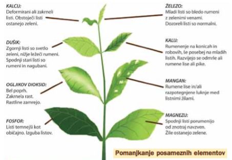 Znaki pomanjkanja elementov na rastlini. Klikni za povečavo.