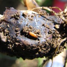 Škodo povzročajo žerke čebulne muhe