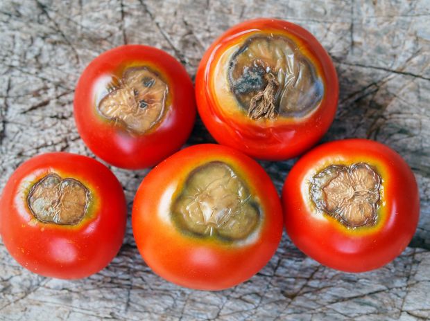 Gniloba muhe paradižnika zaradi pomanjkanja kalcija