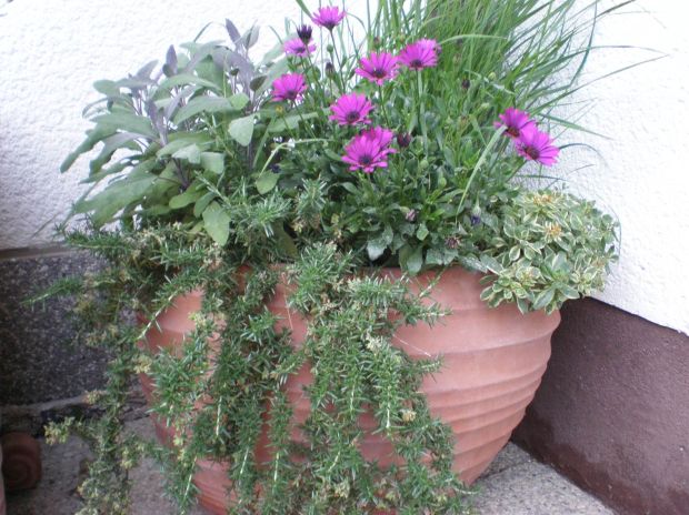 Viseči rožmarin, temnolistni žajbelj, osteospermum, homulnica in trava perjanka.